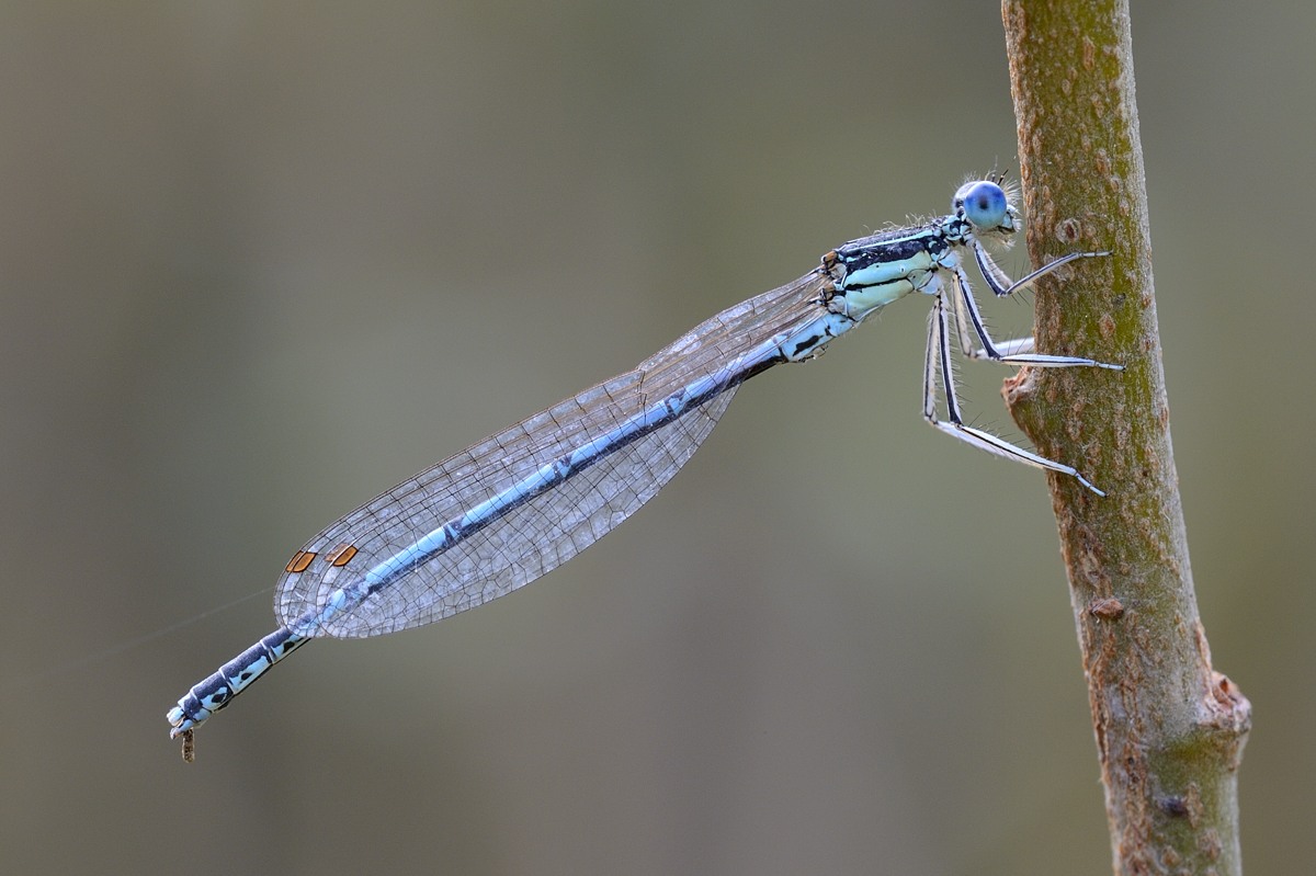 Platycnemis pennipes con torace diverso